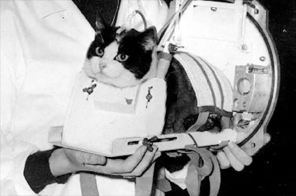 Historia kota, który poleciał w kosmos